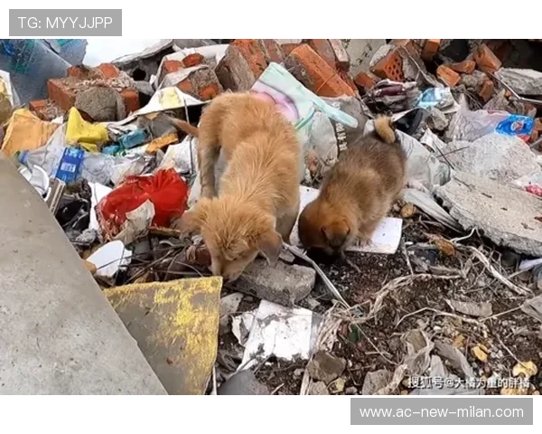 哈兰德被拍在街头为流浪狗买食物，朴素举动暖心