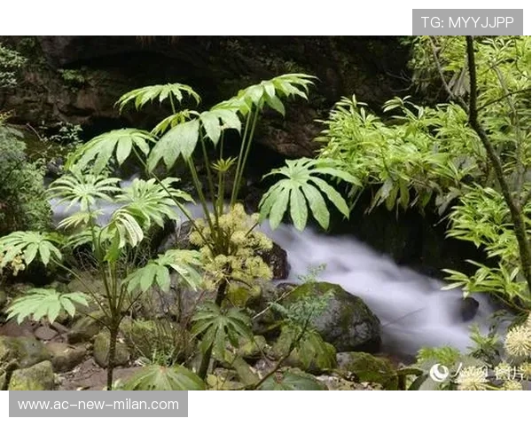 _野生动植物保护跑：运动与环保双赢_，野生动植物保护宣传海报